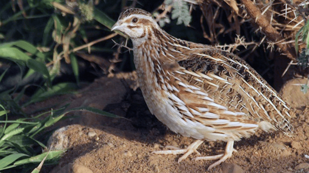 Organic Diets for Quails