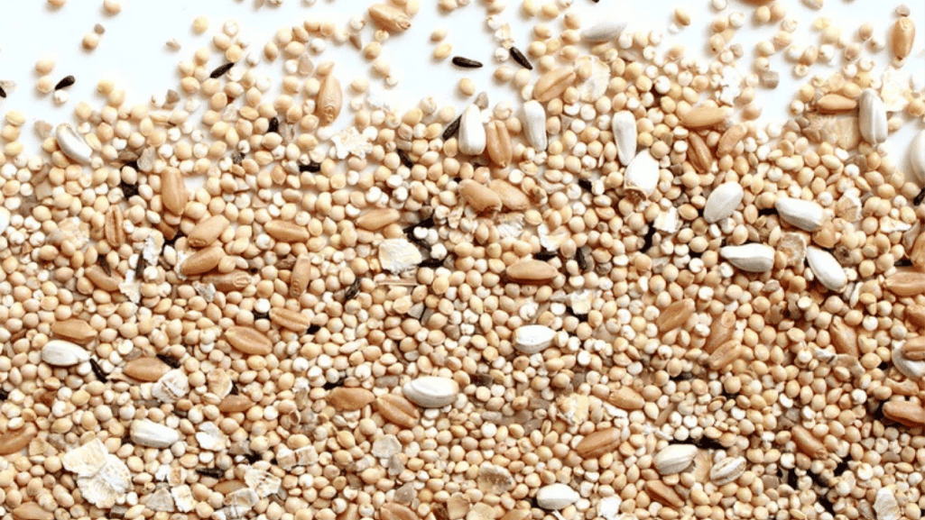 Organic Feed Options for Quails