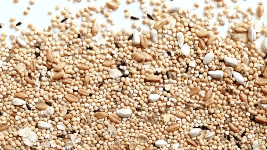 Organic Feed Options for Quails