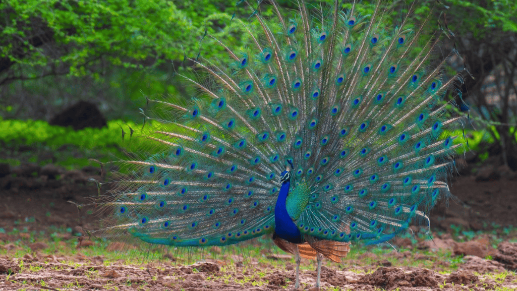 Peacock tail feathers