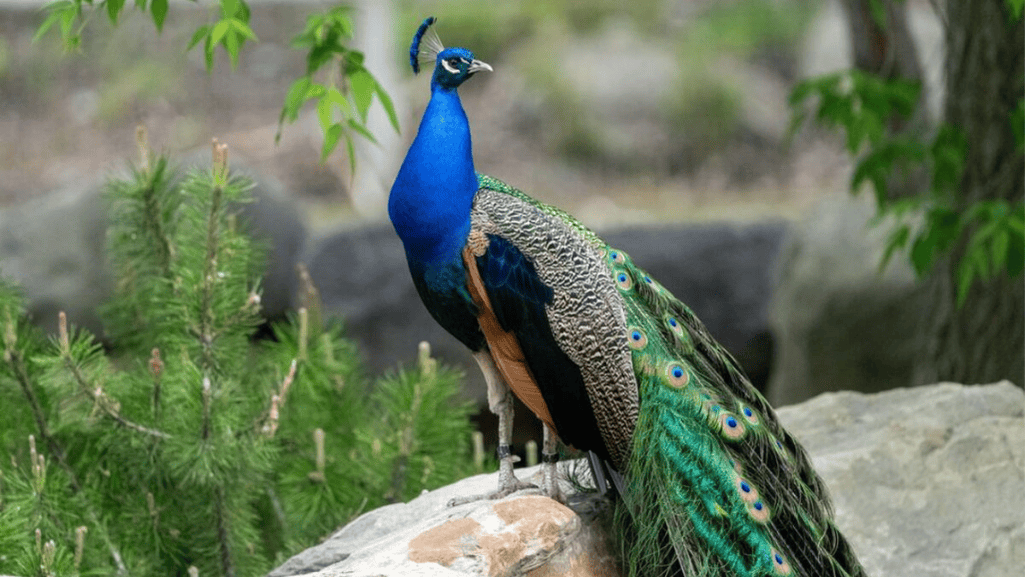 Peafowl Diet