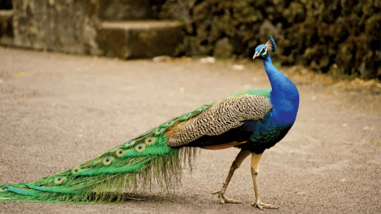 Peafowl Health Supplements