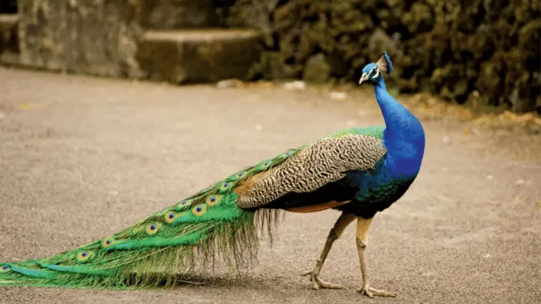 Peafowl Health Supplements
