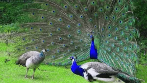 Peafowl Mating Behaviors