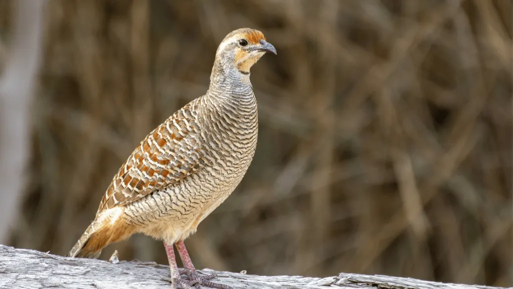 Physical Appearance of the Grey Francolin
