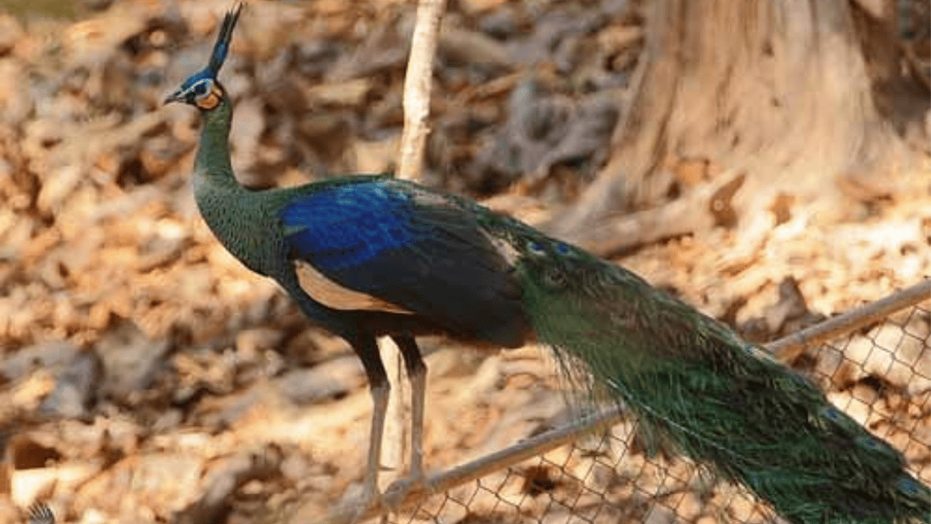 Predation of Green Peafowl