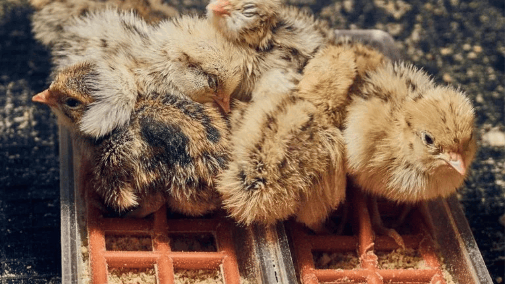 Quail Feed for Different Life Stages