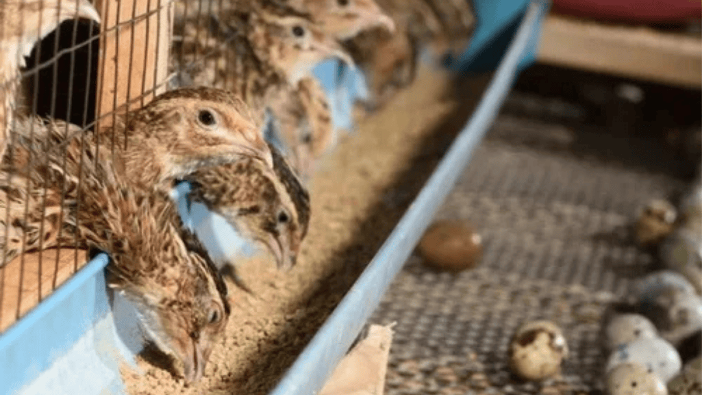 Quail feed for aging quails