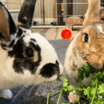 Rabbit Food