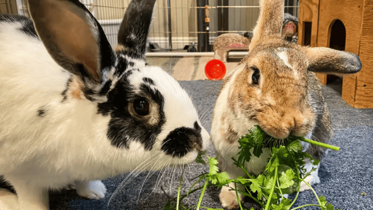 Rabbit Food