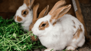 Recognizing Rabbit Health Problems