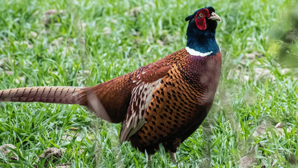 Recognizing the Benefits of Game Bird Enrichment