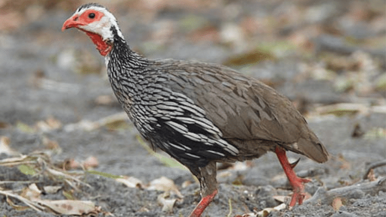 Red-necked Spurfowl
