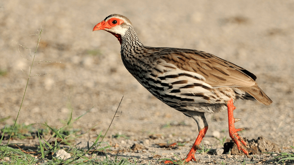 Red-necked Spurfowl behavior