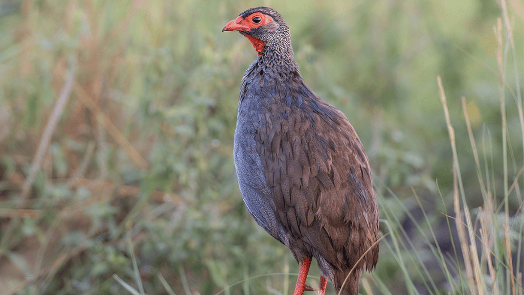 Red-necked Spurfowl
