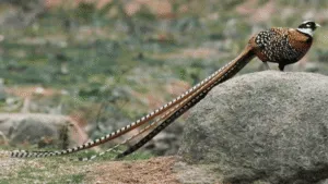 Reeves’s Pheasant