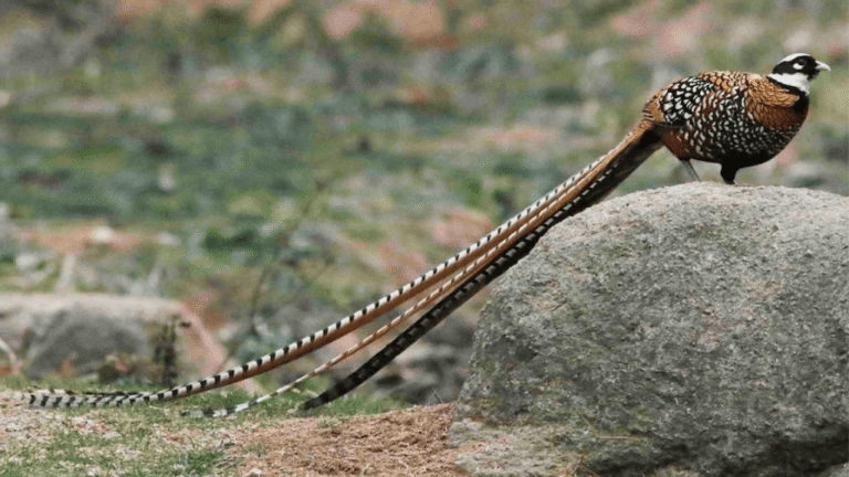 Reeves’s Pheasant
