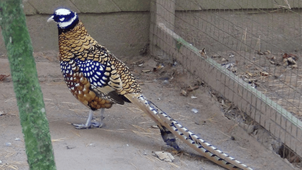 Reeves's Pheasant Diet and Habitat
