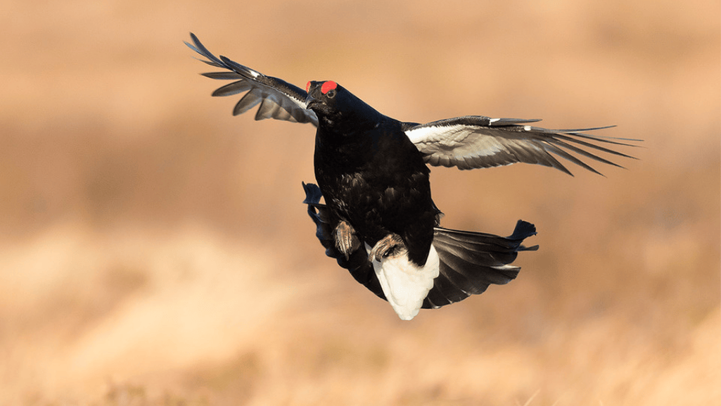 Responsible observation Black grouse trail at Jaillet