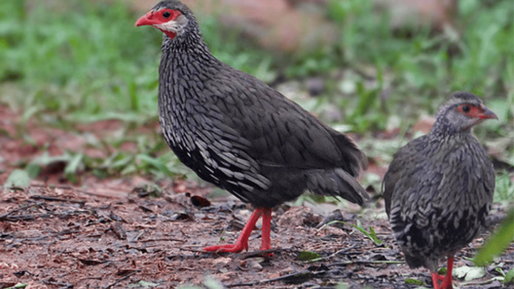 Roosting Habit and Breeding Season