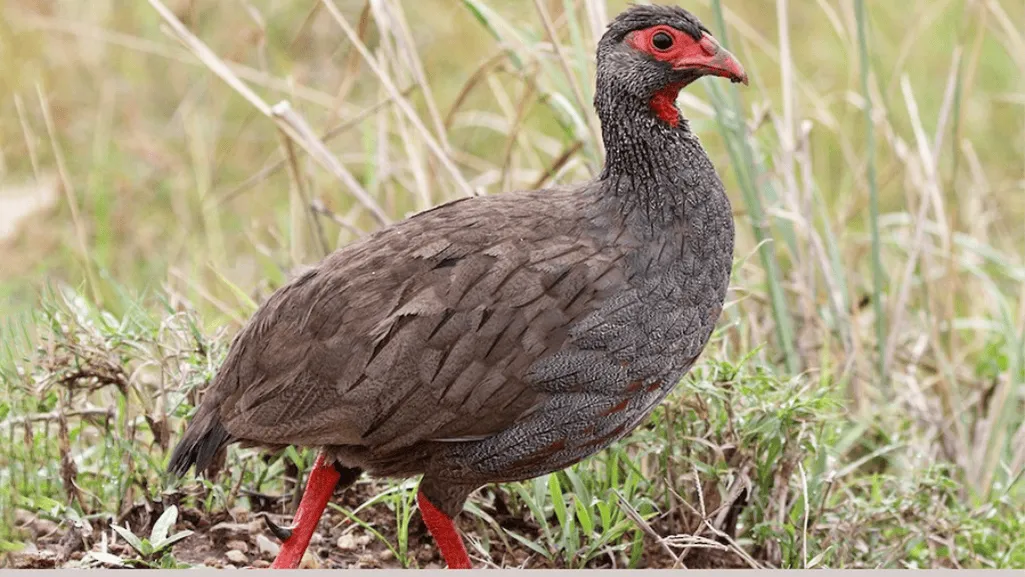 Taxonomy and Classification of the Red-necked Spurfowl