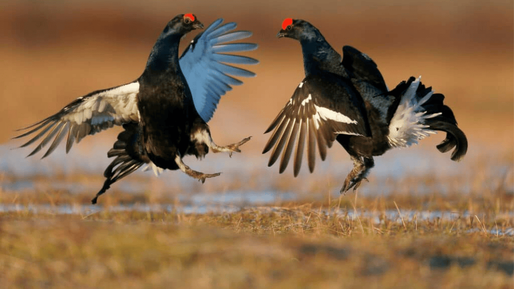 The Fascinating Mating Rituals of Black Grouse
