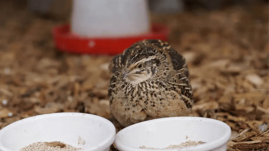 The Importance of Proper Nutrition for Quails