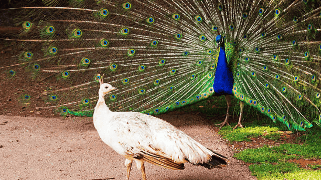 The Multifaceted Beauty of Peafowl Mating