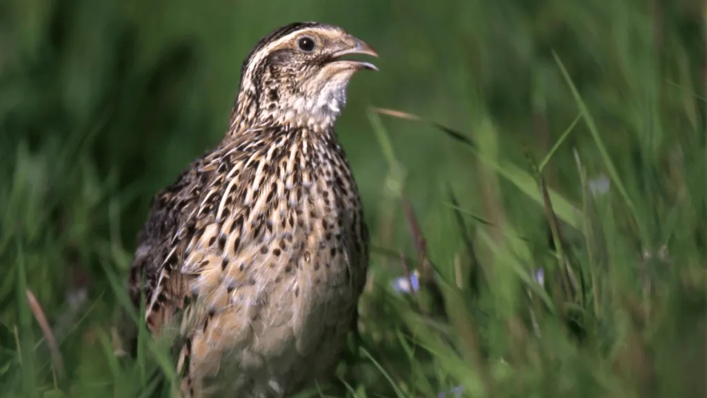 The Natural Diet of Quails in the Wild