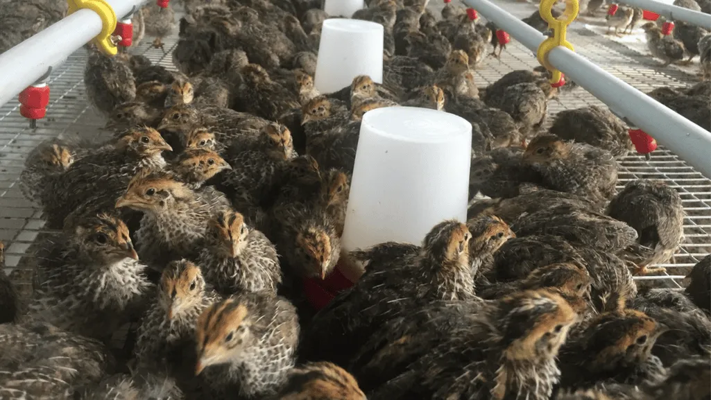 The Nutritional Requirements of Quails