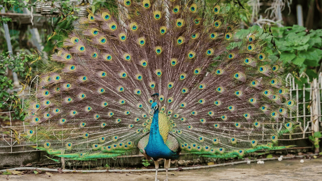 The Role of Male Display Traits