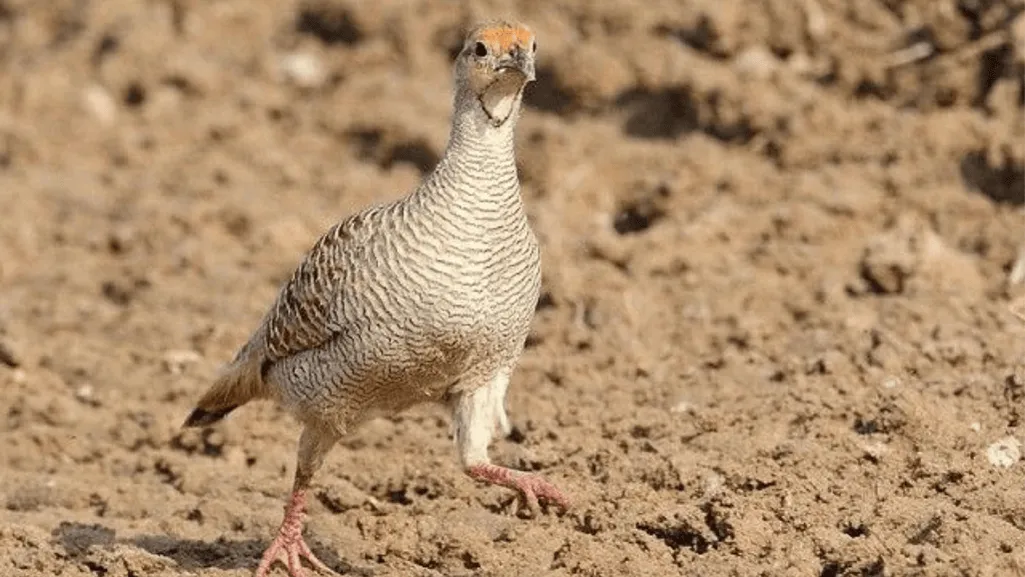 Threats and Conservation of the Grey Francolin