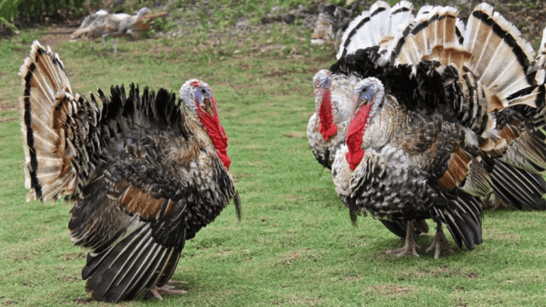 Turkey Grooming Techniques