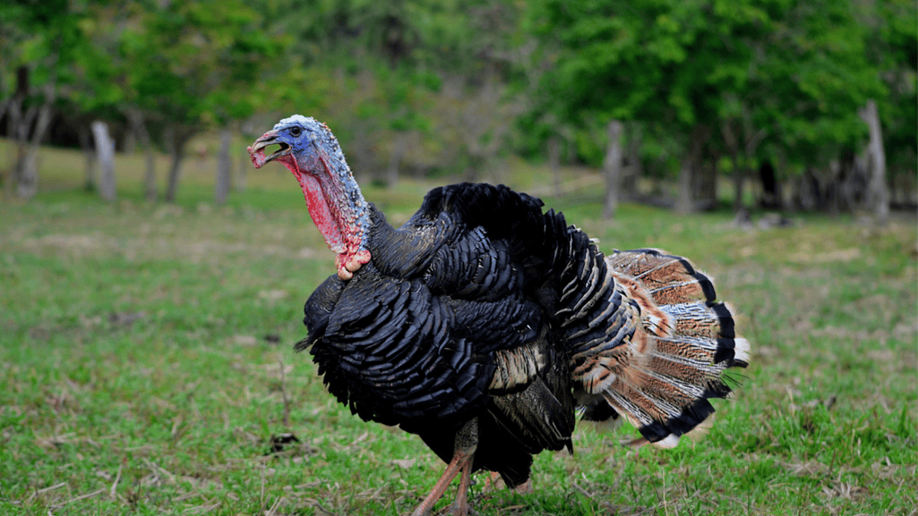 Turkey Grooming Techniques