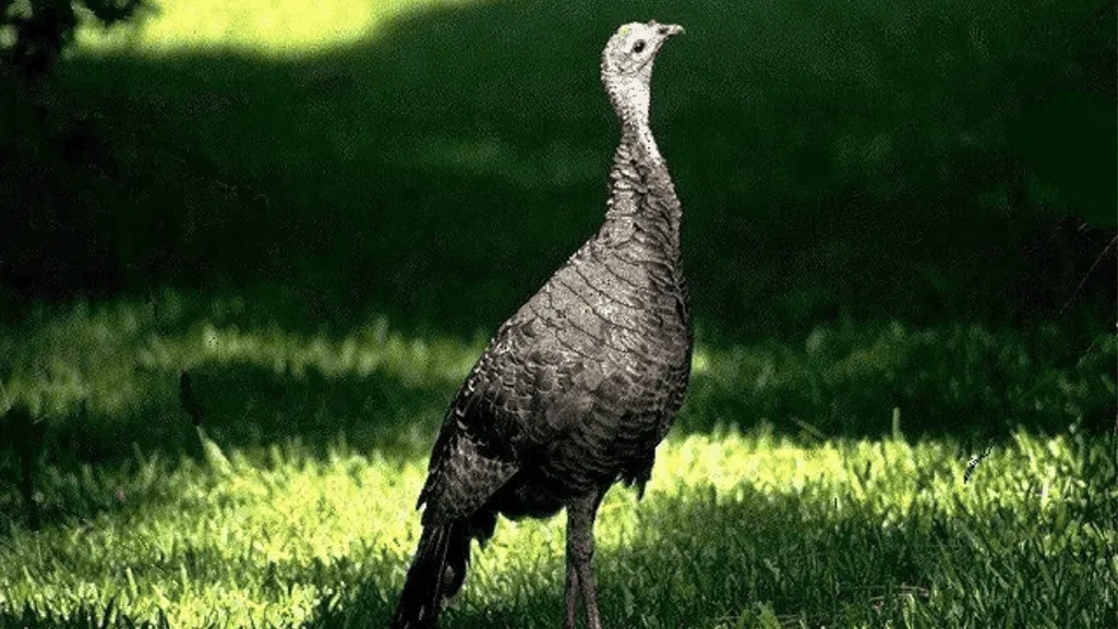 Understanding Galliformes Housing and Handling