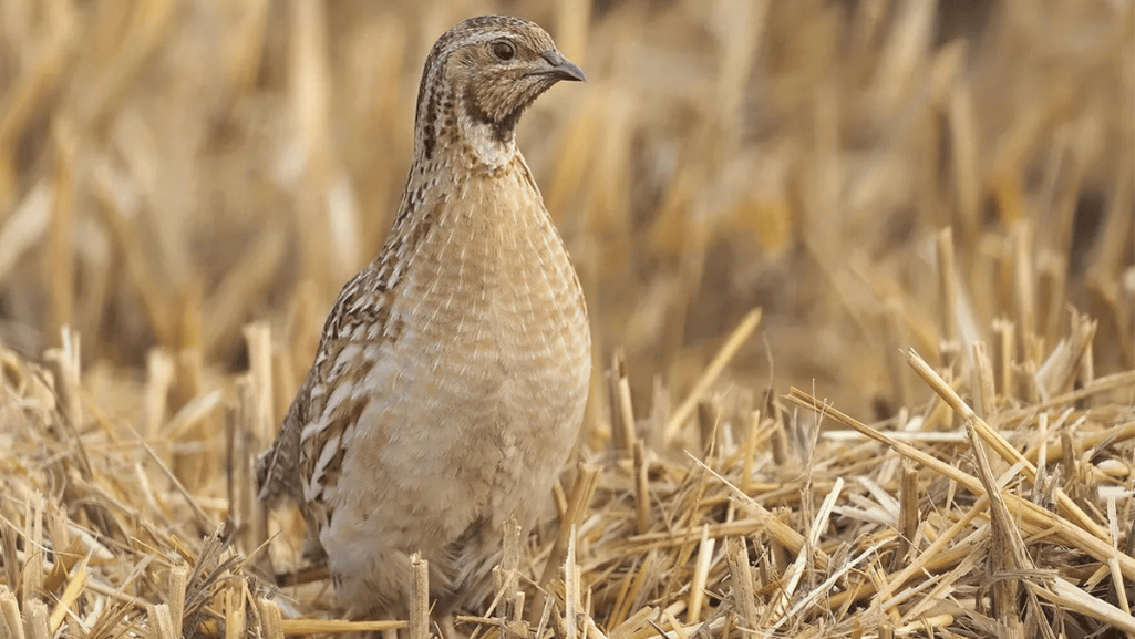 Understanding Quail Nutrition