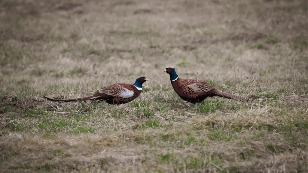 Understanding the Importance of Game Bird Habitat Enrichment
