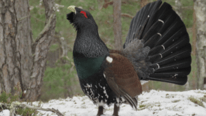 Western Capercaillie