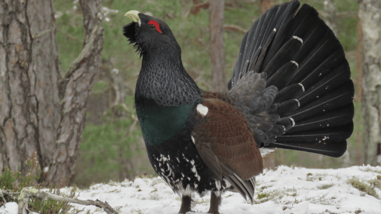 Western Capercaillie
