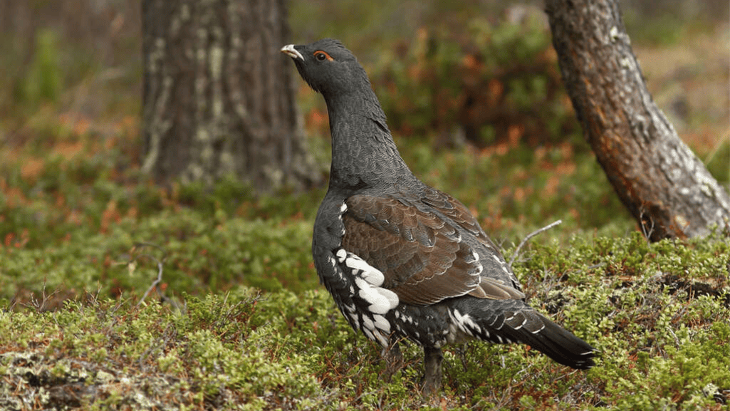 Western Capercaillie Breeding