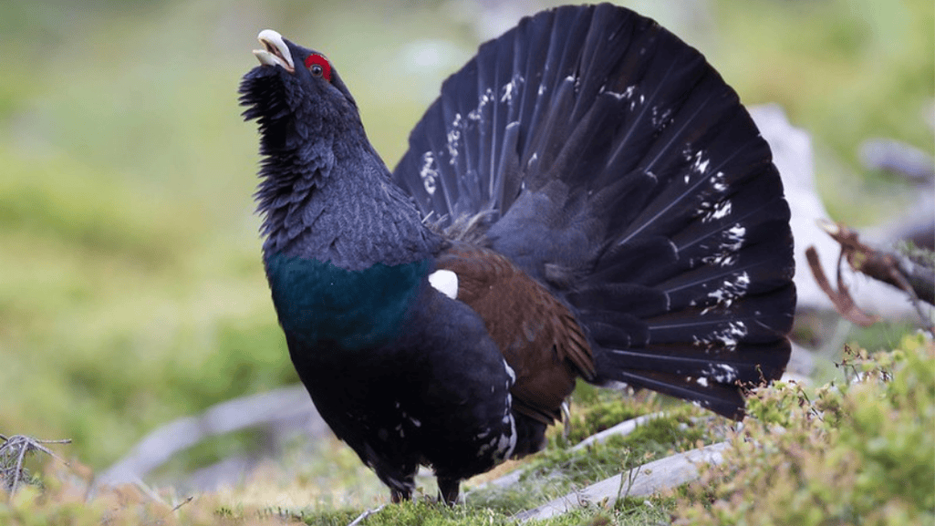 Western Capercaillie Diet