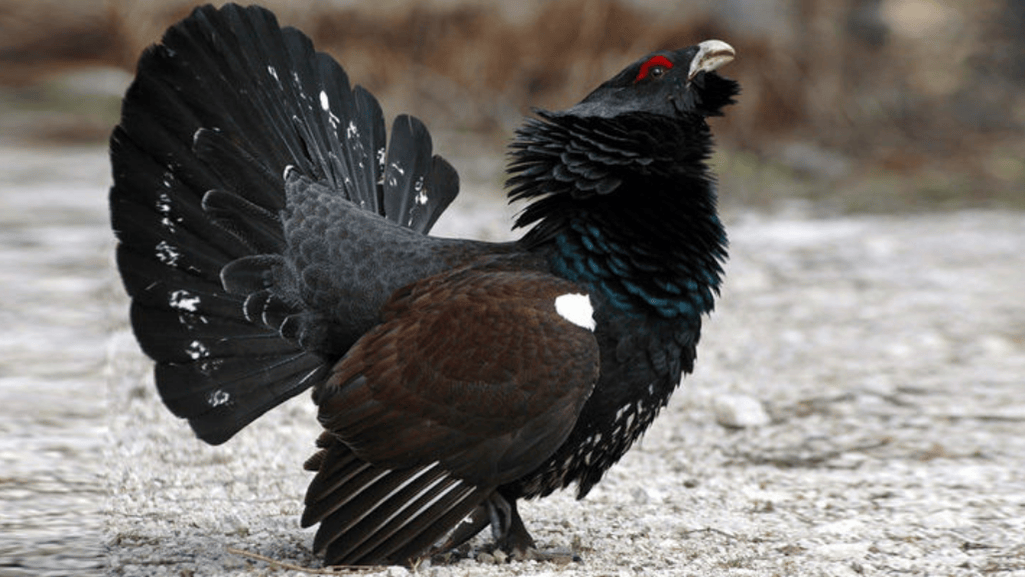 Western Capercaillie population