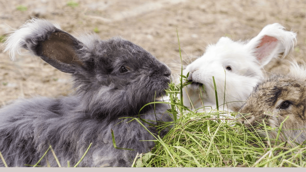 angora rabbits housing and diet