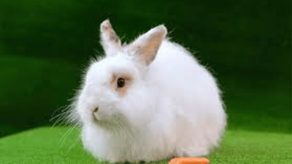 angora rabbits
