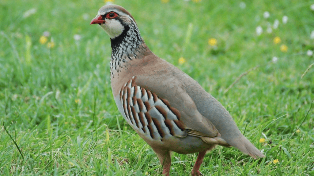 cognitive stimulation for game birds