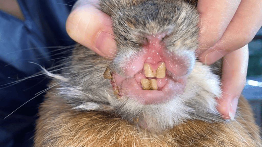 dental problems rabbits teeth