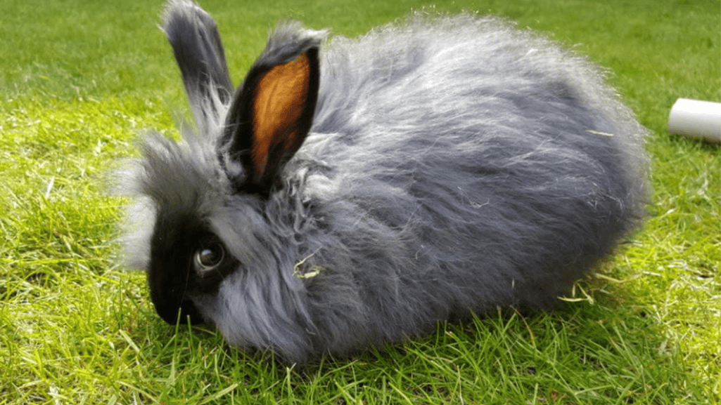 food for angora rabbit