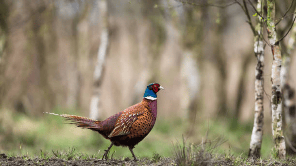 game bird enrichment ideas