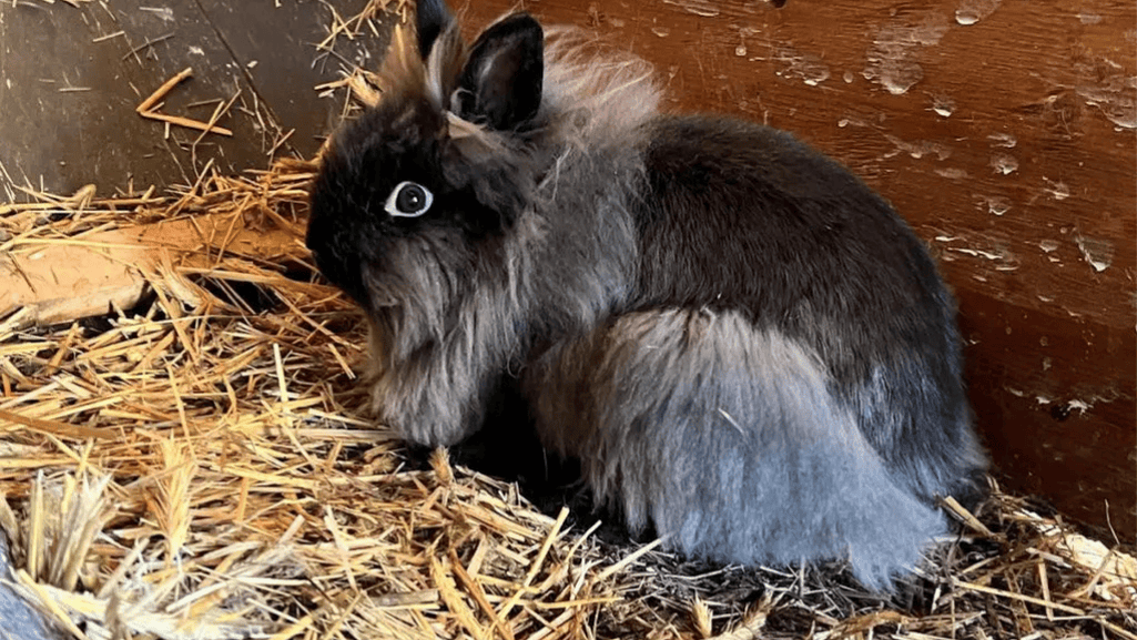 giant angora rabbit coat