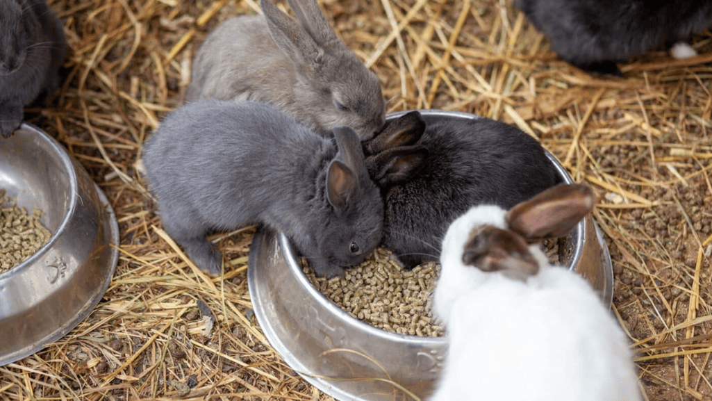hay for rabbits